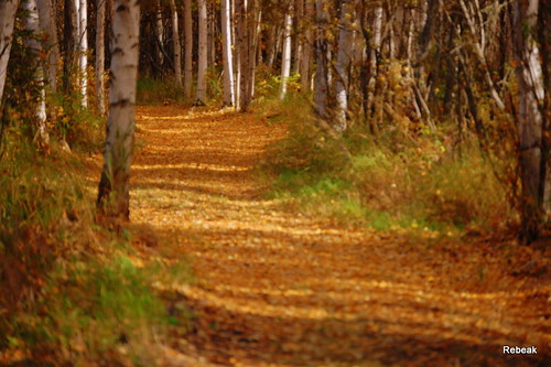 road trees leaves yellow alaska poem thoughts greens birchtree rebeak