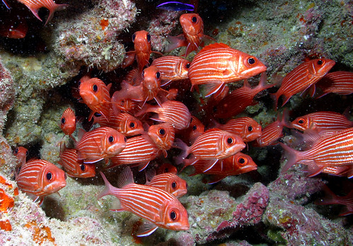 Red fish - Papahānaumokuākea Marine National Monument