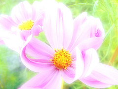 Lavender Pink Cosmos Flowers