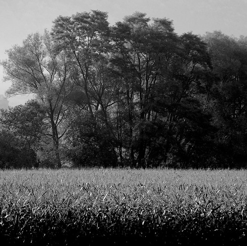 bw monochrome morninglight blackwhite cornfield upstatenewyork latesummer elkcreek schenevus edbrodzinsky
