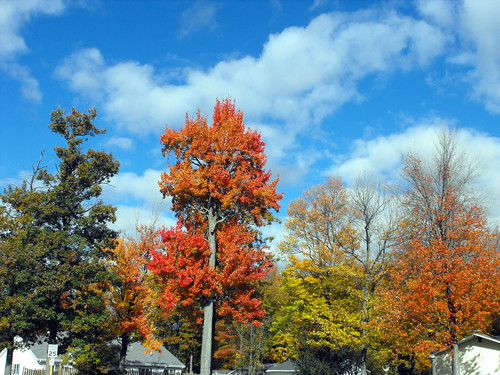 autumn sky color tree fall nature colors leaves clouds landscape scenic bluesky