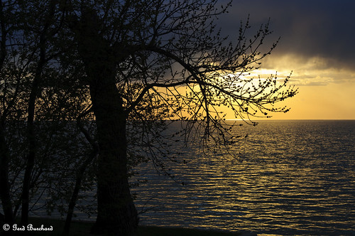 sunset sun lake plant tree see sonnenuntergang sundown pflanze manitoba stlaurent sonne baum kanada lakemanitoba