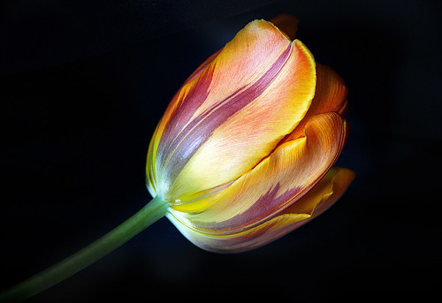 flower macro floral canon yahoo tulip onblack worcesterma bigmomma mywinners princessirene mimamorflowers thechallengefactory mygearandmepremium