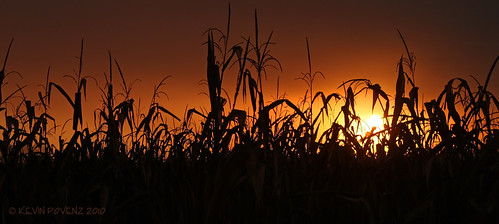 silhouette sunrise corn october foggy westmichigan jenison canont1i