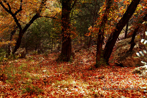 autumn trees usa naturaleza fall nature canon árboles texas © lawn 7d árbol otoño hillcountry springbranch mywinners allrightsreserved© canoneos7d canon7d