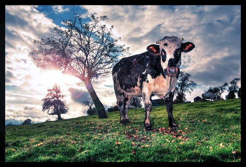 sunlight france cow country normandie hdr camembert vache enio strobist
