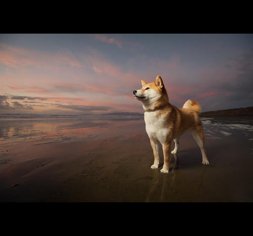sanfrancisco autumn sunset portrait dog pet cute fall animal japan puppy japanese oceanbeach shibainu vr 1635 shibaken 柴犬 しば strobist d700 sb900 52weeksfordogs