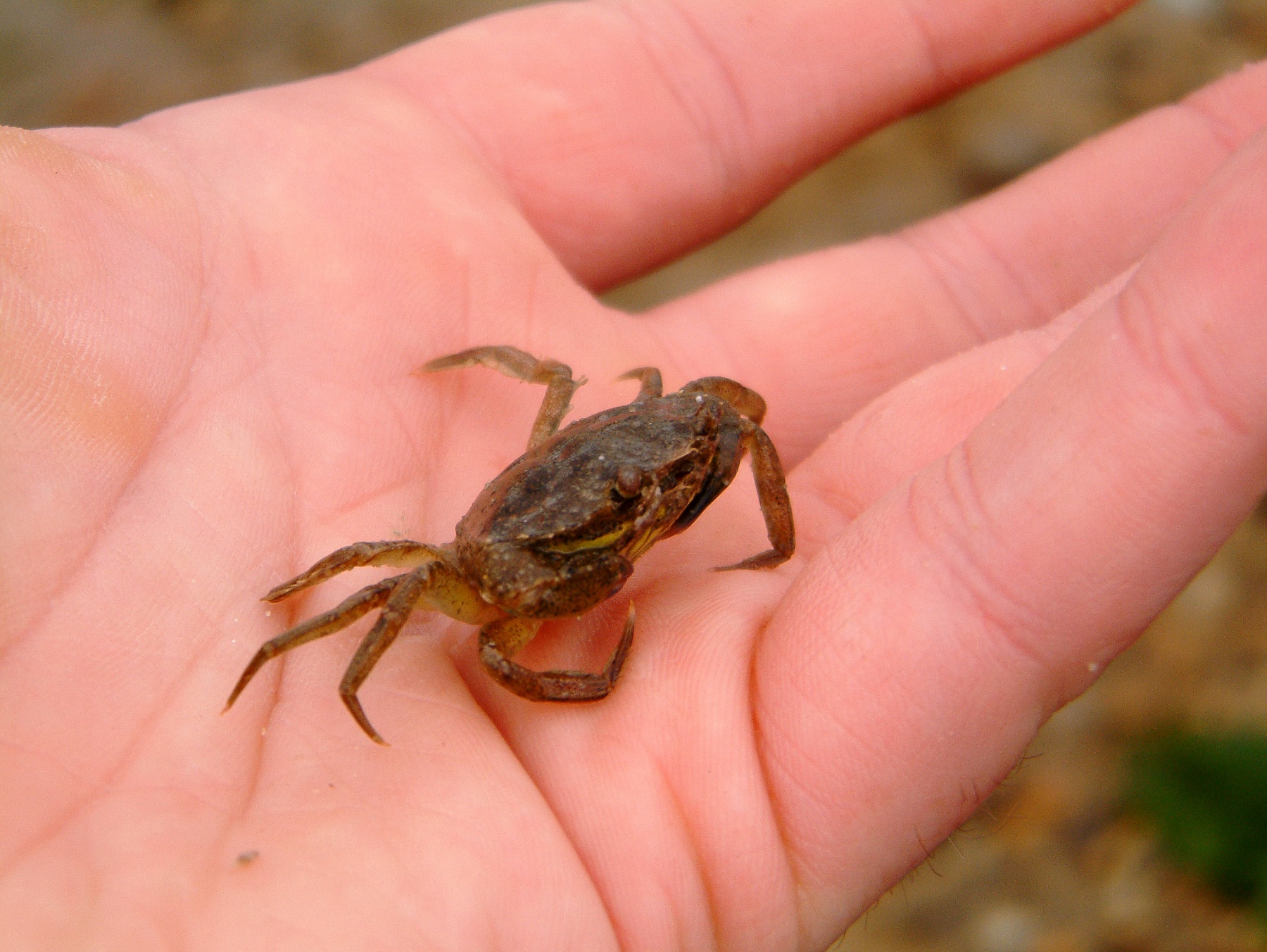Walberswick Crabbing 21-8-2005 Caught Crabs