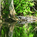 Alligator Canal DSCN3401