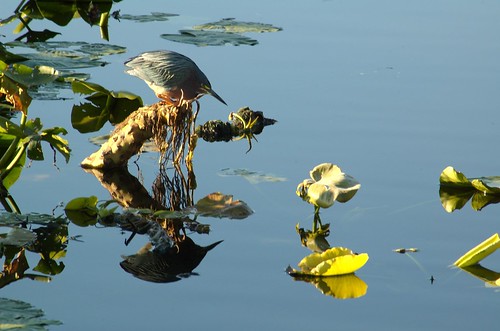 reflection bird heron nature water birds fishing pond wildlife wetlands wako greenheron wakodahatchee