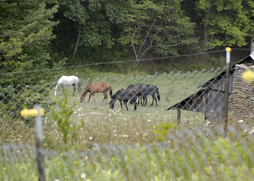 horses animals tom landscape virginia nikon outdoor rugby va d40