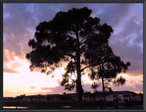nature pinetree clouds florida sunsets 1001nights leecounty southwestflorida bonitaspringsfl springruncc fairwaysandgreens