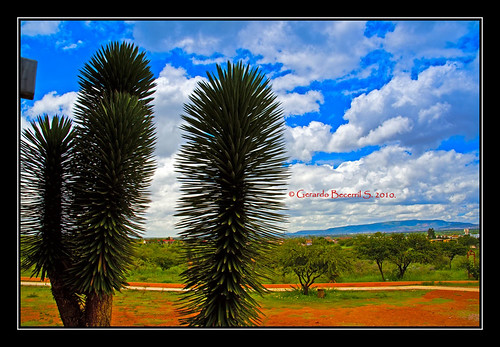cactus sky landscape desert paisaje cielo zacatecas desierto museo cacto ecoturismo guadalupezacatecas zóquite