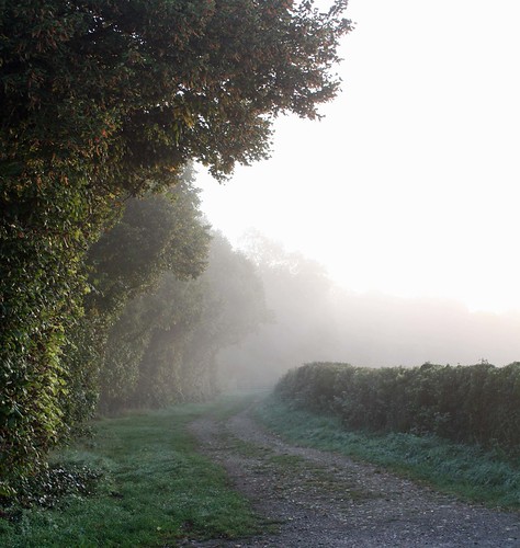 mist tree fog sunrise countryside branches earlymorning lane