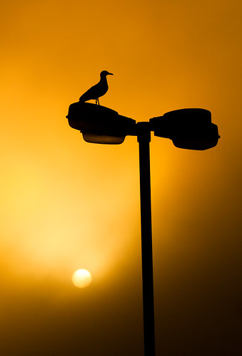 morning light sun mist bird lamp fog sunrise dawn lights streetlight sweden stockholm seagull gull slussen lamps