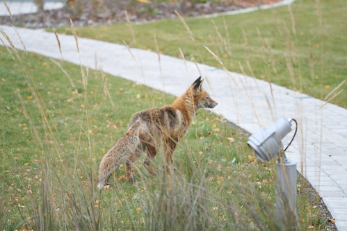 This foxie was intrigued by our chicks / Rebane tundis huvi me kanade vastu