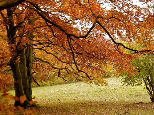 tree fall leaves gold golden herbst pastorale autumnmeadow lastoctoberday eyeflyer