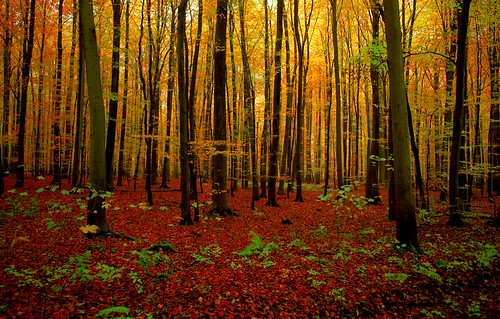 wood autumn trees tree fall leaves forest automne leaf nikon foret arbre bois feuille hetre foretdesoignes 50faves jezuseik mywinners d40x hetraie notredameaubois