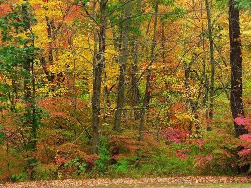 middletown autumn wadsworth johnjmurphyiii park connecticut fall newengland october usa 06457 foliage