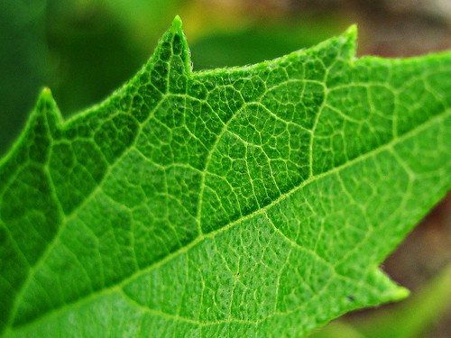 Leaf Veins - Chlorophyllin Copper Complex
