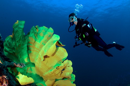 coral wideangle diver png milnebay tawali afdxfisheyenikkor105mmf28ged divelocations