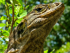 Manuel Antonio 15 - Iguana close-up