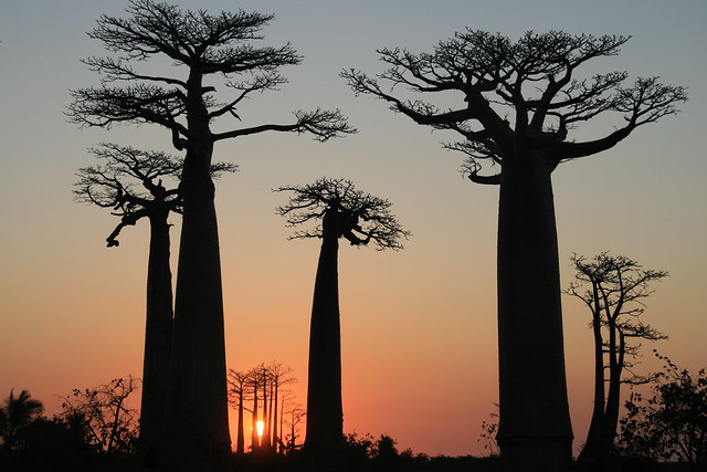 Avenue of the Baobabs at Sunset