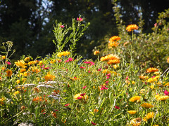 Flowers - Photo of Aisey-sur-Seine