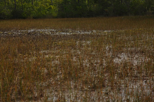 lake pond drought marsh bladderwort utricularia