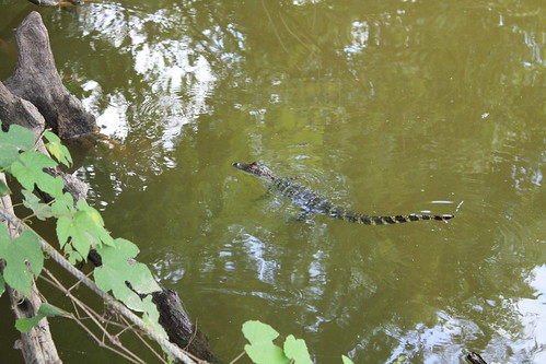 camp fun canal louisiana gator hunting alligator swamp cypress fathersday 2010