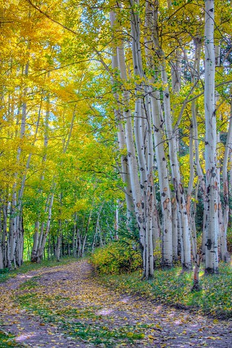 autumn color tree fall yellow forest gold golden colorado hiking hike trail co aspens elk aspen hdr 2010 photomatix 3exp elkmountainranch