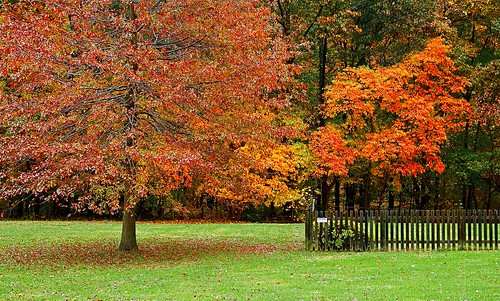 autumn fall rain scarlet nikon raw fences maryland autumnleaves autumncolors drizzle wetleaves d300 wetgrass southernmaryland cloudydays iphotoedited 1755nikkor huntingtownmaryland calevertcountymaryland