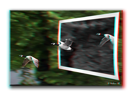 blackandwhite bw nature birds speed photoshop effects fly flying geese stereoscopic 3d md conversion zoom wildlife brian border flight maryland manipulation anaglyph monotone ps formation stereo motionblur frame wallace pasadena grayscale waterfowl winged entering canadageese feathered outofbounds stereoscopy oof exiting oob stereographic outofframe 2d3d blurredbackground brianwallace stereoimage outofborder whitescove stereopicture