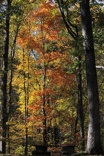 autumn trees fall leaves canon october indiana foilage 60d 101010 canoneos60d october102010