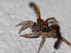 Jumping Spider (Saitis barbipes) male - Photo of La Roquette-sur-Var