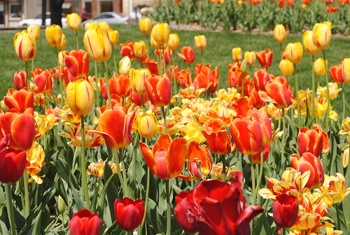 red orange flower yellow nikon downtown ks tulip april kansas 2010 tulipfestival wamego pottawatomiecounty d3000 april2010 nikond3000