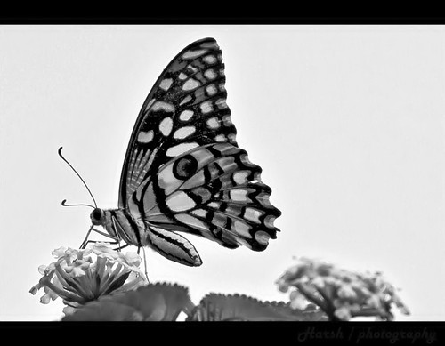 friends motion flower home colors canon butterfly garden photography fly high still time zoom details sharp explore blacknwhite quick exposed steady 18135mm harshshah