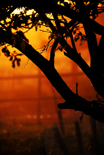 sunset sun sony cel arbre a100 calor estiu contrallum tarda capvespre presseguer rogent sal18250