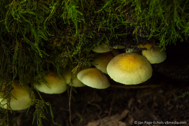 Seam of pale yellow mushrooms in a log