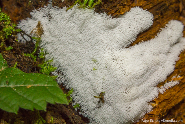 White alien spores creeping up a log closeup