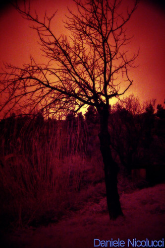sunset red orange tree nature crimson yellow fruit cherry landscape infrared emotional apocalyptic r72
