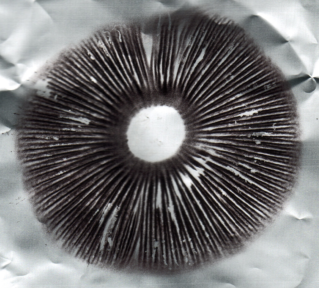 magic mushroom spore prints