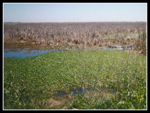 nature outdoors louisiana swamp marshland blackbayou sabinenationalwildliferefuge