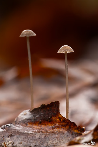 autumn macro fall nature mushroom closeup forest woods herfst natuur fungi paddenstoel mycenaspec bracom bramvanbroekhoven