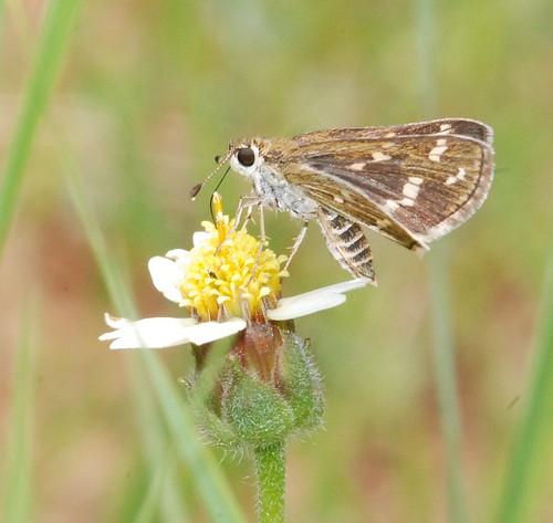 india butterfly skipper lepidoptera coimbatore hesperiidae commongrassdart taractroceramaevius bharathiaruniversity