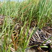 seagrass wrack in cordgrass