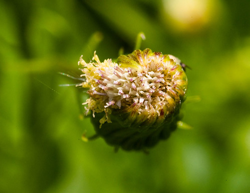 pennsylvania herb asteraceae fireweed pilewort elverson asterales l31 chesterco alrafexdc erichtiteshieraciifolia rb936