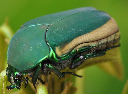 beetle figeater