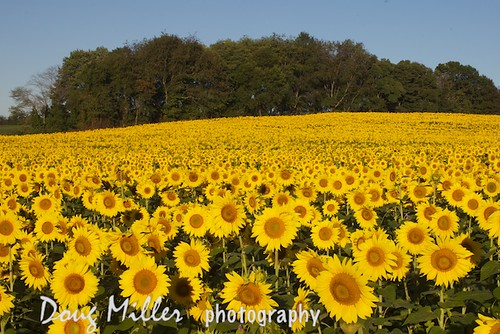 geotagged usm f12l aperture3 sunflowersef50mm