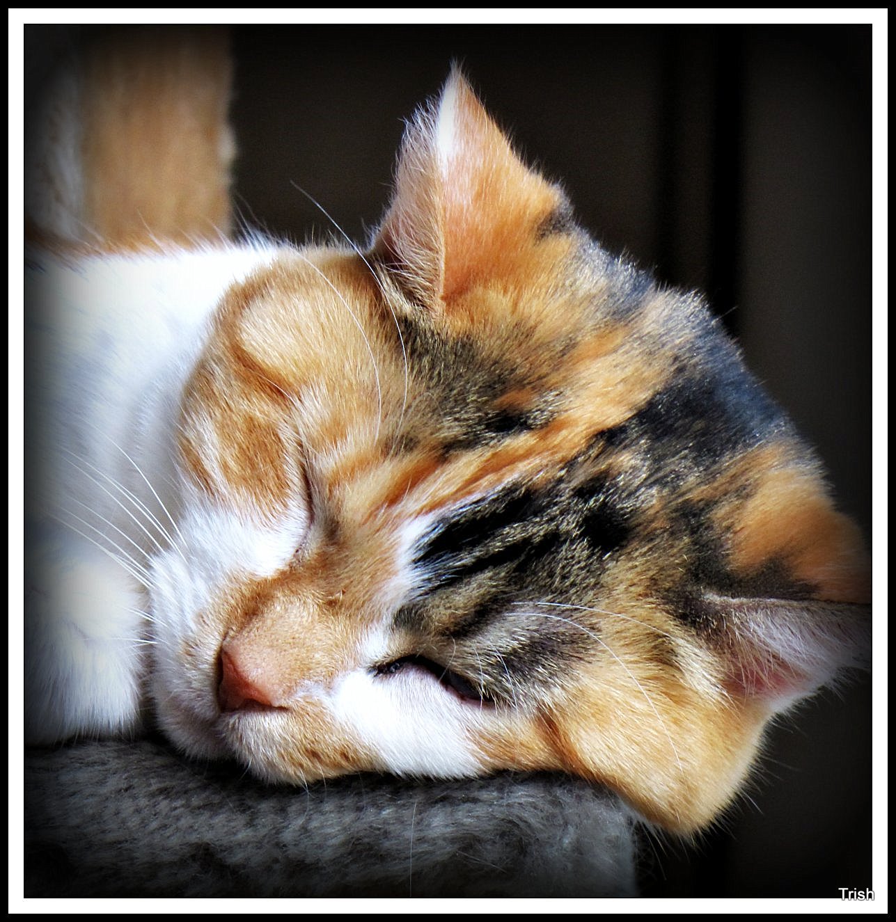 Cats Sleep Anywhere by Trish Hamme